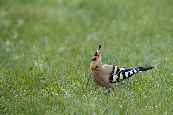 Il est vrai que les couleurs de la huppe fasciée sont étonnantes et son bec long lui permet d'extraire les larves et les insectes.